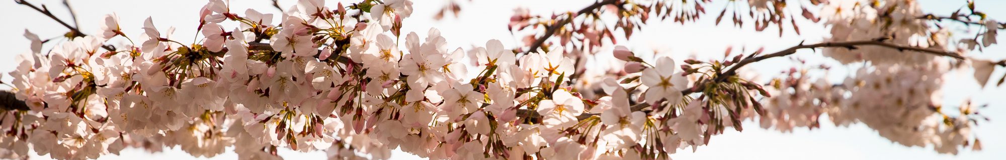 Acupuncture à l'IHFB Levallois Perret, Anaïs Struillou – Sage-Femme